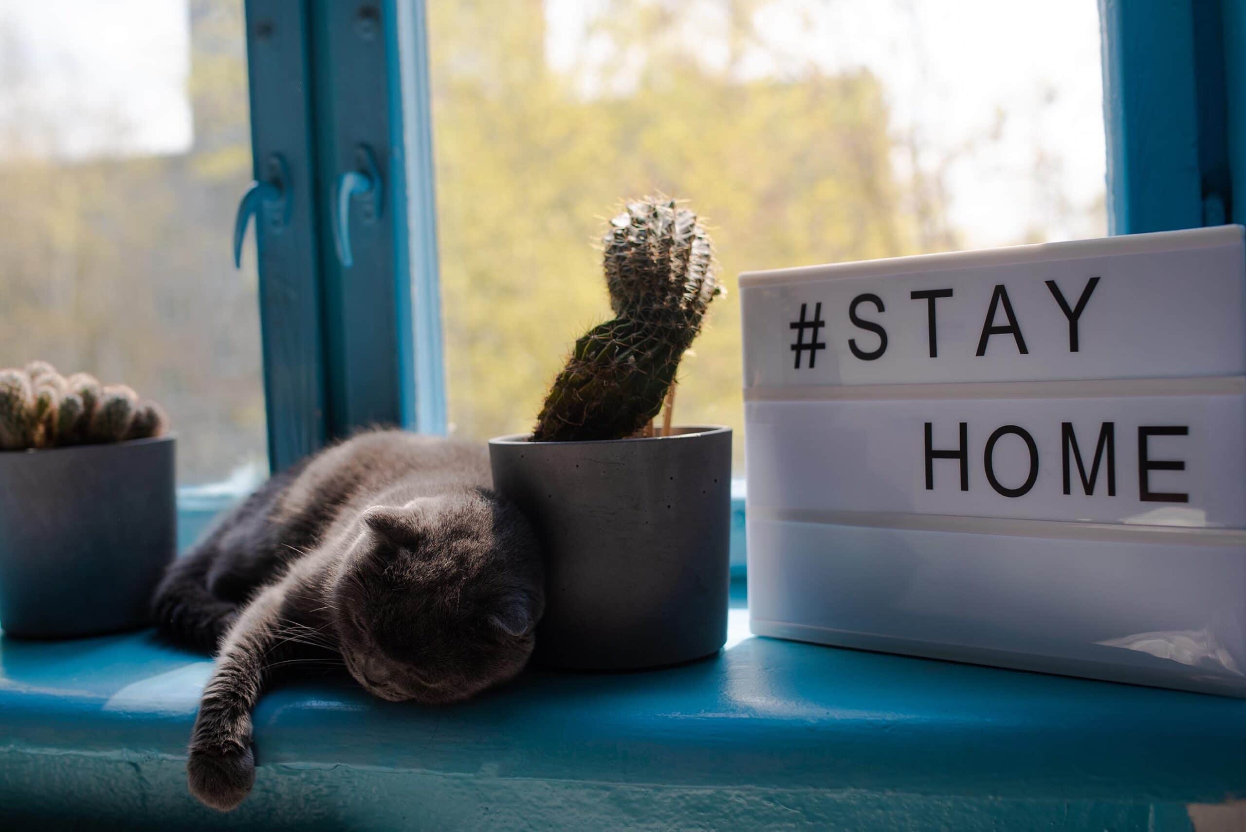 Lightbox sign with text hashtag STAY HOME with sleepy cat, cactus pot home decor. COVID-19. Stay home save concept.