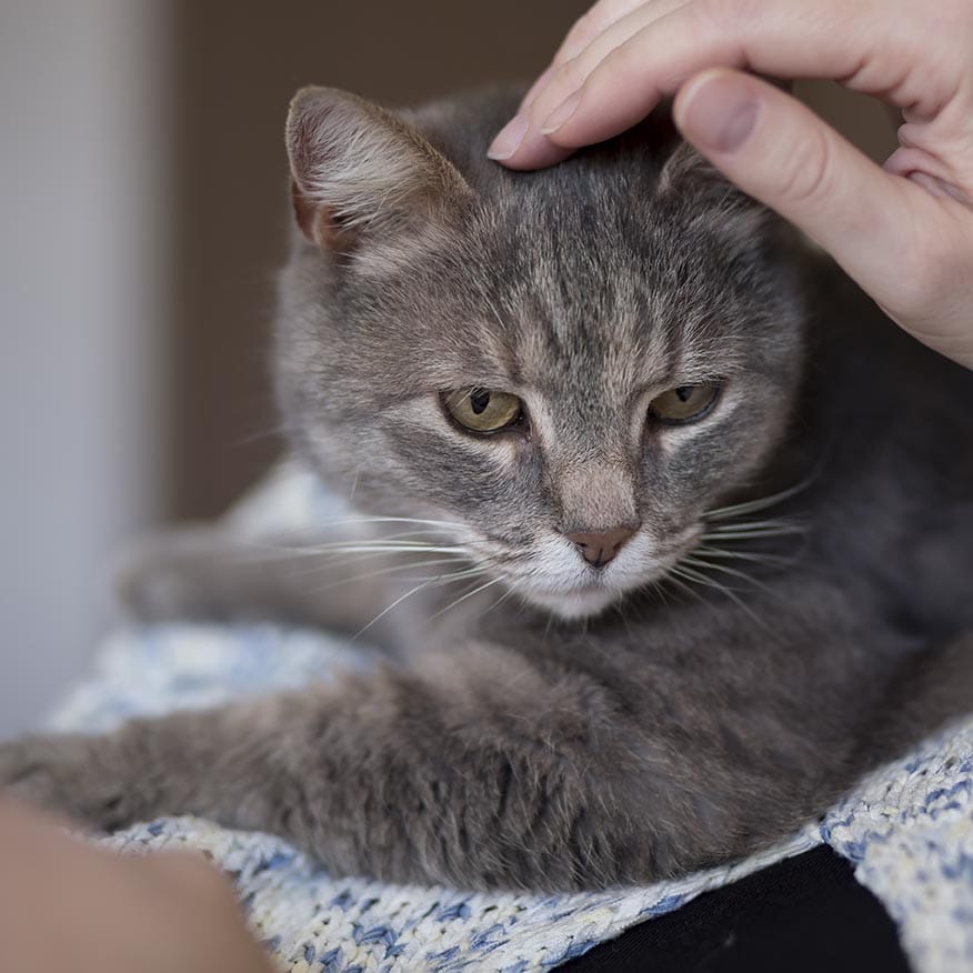 Beautiful tabby cat being held and cuddled by its owner, enjoying and purring. Selective focus